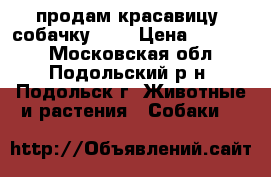 продам красавицу -собачку!!!! › Цена ­ 15 000 - Московская обл., Подольский р-н, Подольск г. Животные и растения » Собаки   